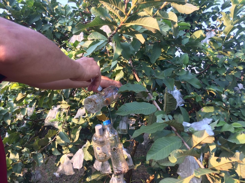 Nông dân tự chế bẫy nhử ruồi vàng mong giảm bớt thiệt hại