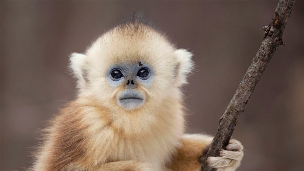 Những chú khỉ vàng mũi hếch có vẻ ngoài vô cùng đáng yêu.