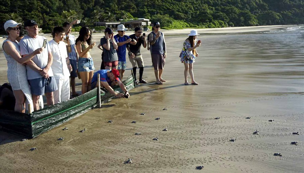 Du khách trải nghiệm hoạt động thả rùa ở Six Senes Côn Đảo 2. Ảnh: Sun