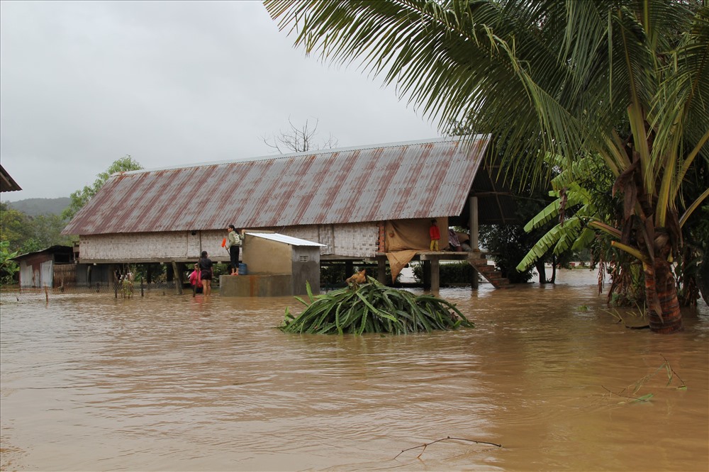 Cụ thể, tính đến sáng 11.11, tổng diện tích cây trồng ngập lụt trên địa bàn huyện Lắk là 271 ha. Trong đó, tập trung ở các xã: Đắk Nuê 111 ha, Bông Krang 80 ha, Đắk Liêng 50 ha, Yang Tao 20 ha và thị trấn Liên Sơn 10 ha.