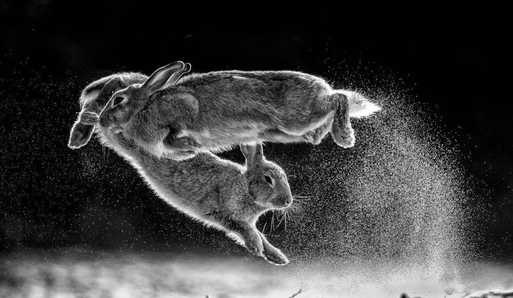 Bức ảnh Jump (Bước nhảy) của nhiếp ảnh gia người Hungary Csaba Daróczi, quán quân Nature Photographer of The Year 2019. Ảnh: CSABA DARÓCZI/NPOTY 2019