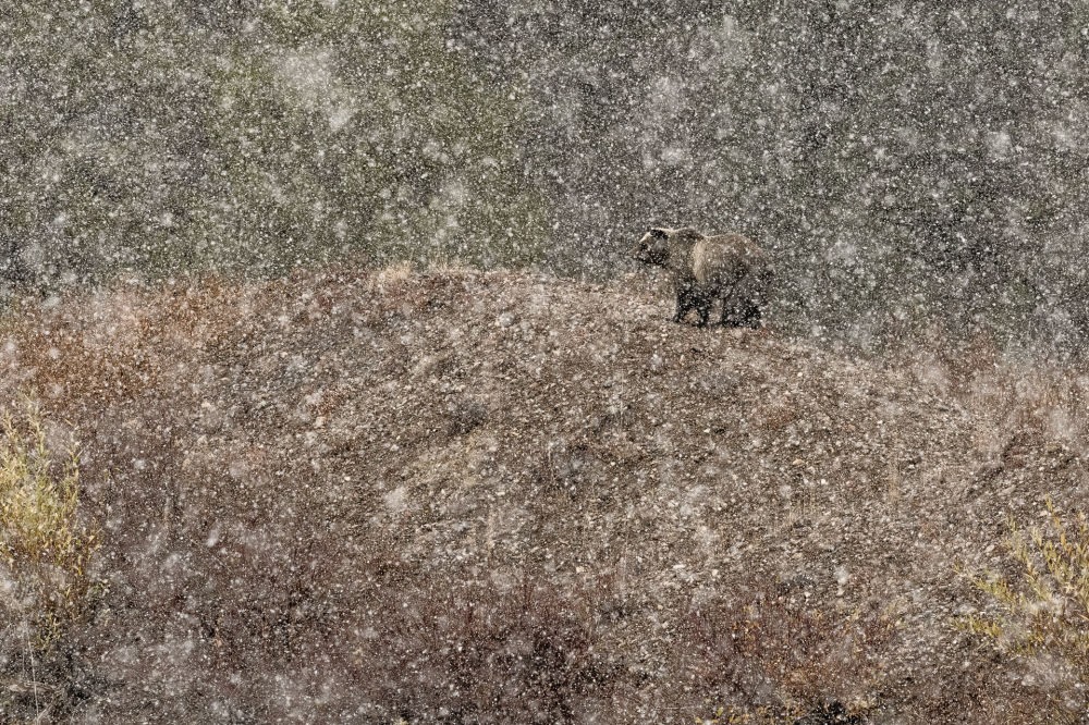 Bức ảnh Under the snow (Dưới tuyết) của nhiếp ảnh gia người Italia Stefano Quirini, người chiến thắng trong hạng mục Mammals (Động vật hữu nhũ). Ảnh: STEFANO QUIRINI / NPOTY 2019