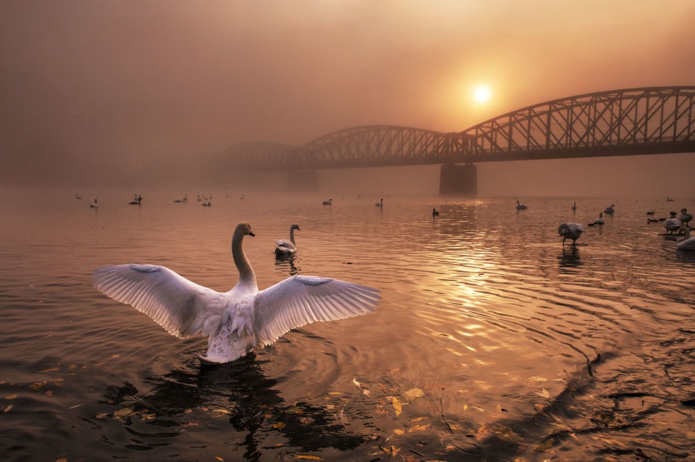 Bức ảnh Greeting the sun (Chào mặt trời) từ nhiếp ảnh gia người Séc Peter Cech, người chiến thắng trong hạng mục Birds (Chim) của Nature Photographer of The Year 2019. Ảnh: PETER CECH / NPOTY 2019