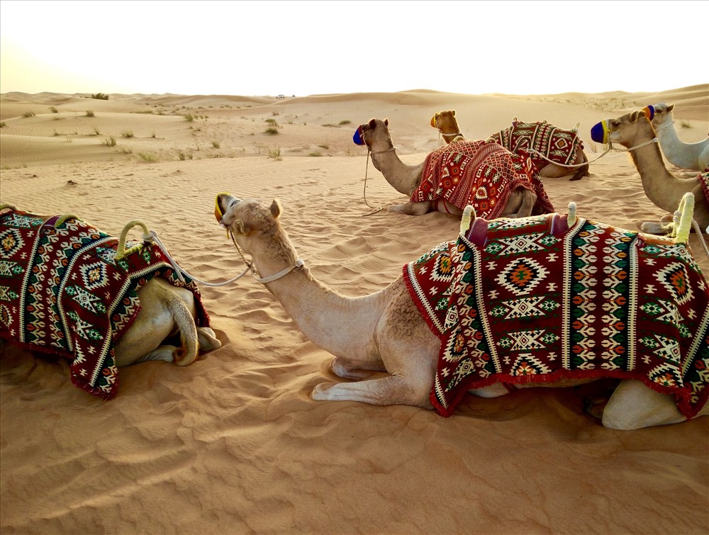 Lạc đà ở UAE. Ảnh: Unsplash