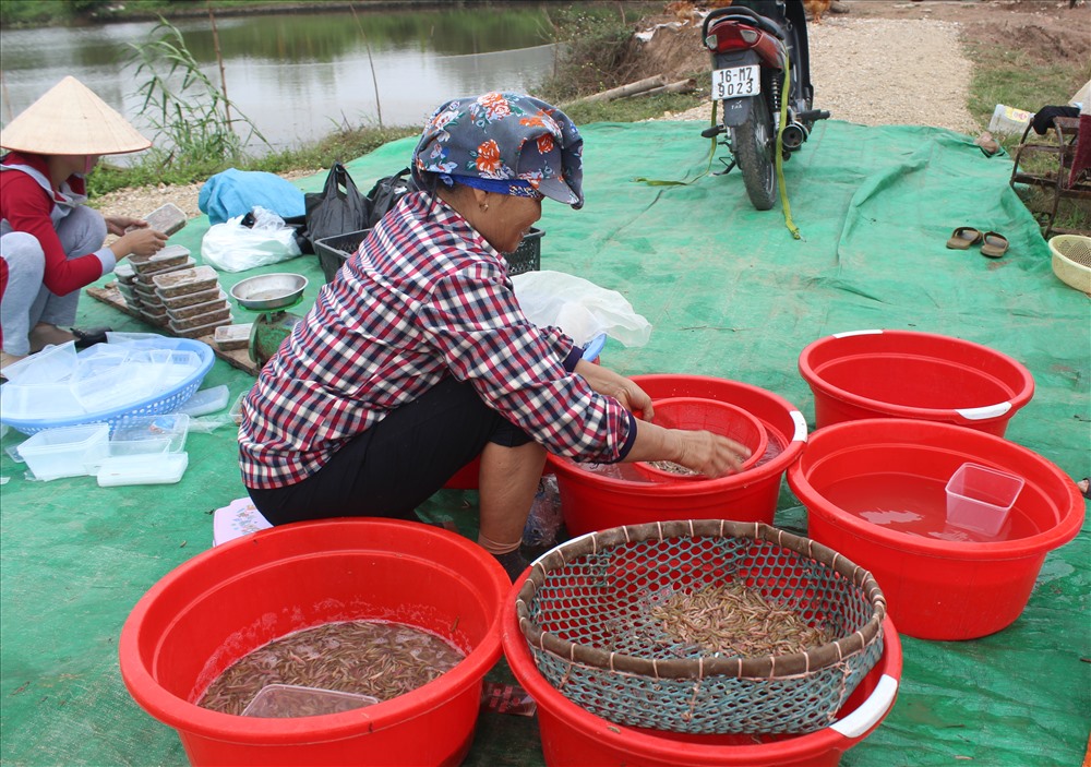 Theo bà Bùi Thị Kim (thôn Bắc Hải, xã Tân Liên) gia đình có hơn 10 năm “săn rươi”, năm nay, rươi được mùa hơn mọi năm. Từ đầu mùa tới nay, ruộng rươi hơn 8 mẫu (khoảng 3ha) của gia đình bà Kim cho thu hoạch hơn 1 tấn rươi.