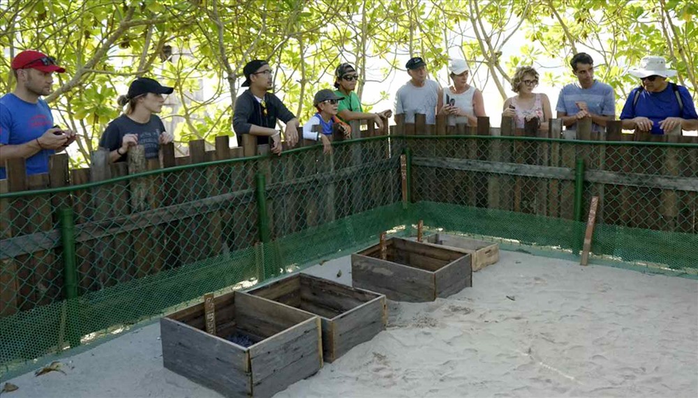 Du khách trải nghiệm hoạt động thả rùa ở Six Senses Côn Đảo