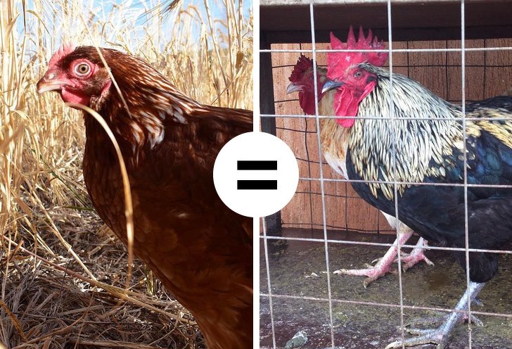 4. Trứng gà nuôi thả tốt hơn trứng gà nuôi nhốt?: Đây là một nghiên cứu gây tranh cãi. Mặc dù trứng của gà thả đồng cỏ có chứa nhiều vitamin A, E, D và omega-3, nhưng chúng bị bệnh và bị thương thường xuyên hơn gà được nuôi nhốt.