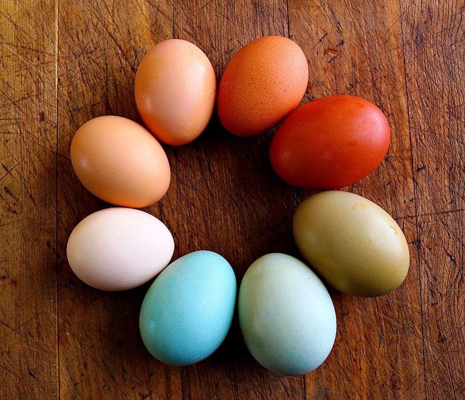 Trứng gà Phục Sinh, Ameraucanas và Araucanas có màu xanh dương hoặc xanh lá. Ảnh: Araucana Chickens.