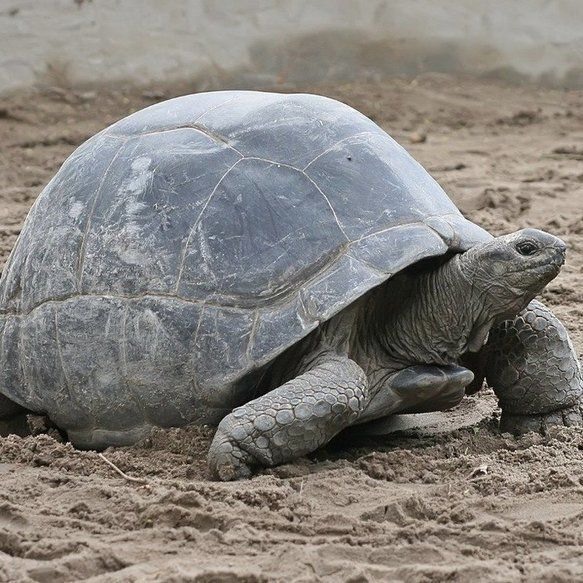 Cụ rùa khổng lồ sống lâu nhất, Adwaita. Ảnh: Pinterest.