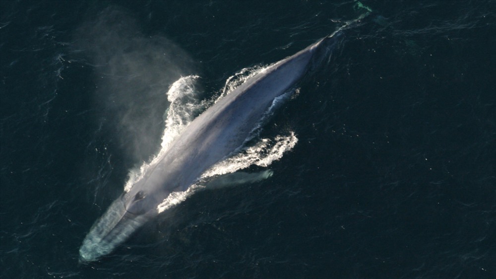 Con cá voi xanh khổng lồ. Ảnh: Reuters