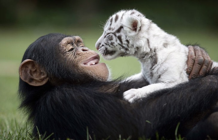 Con tinh tinh kết bạn với một con hổ con 21 ngày tuổi ngay khi lần đầu tiên nhìn thấy nhau. Ảnh: Typepad