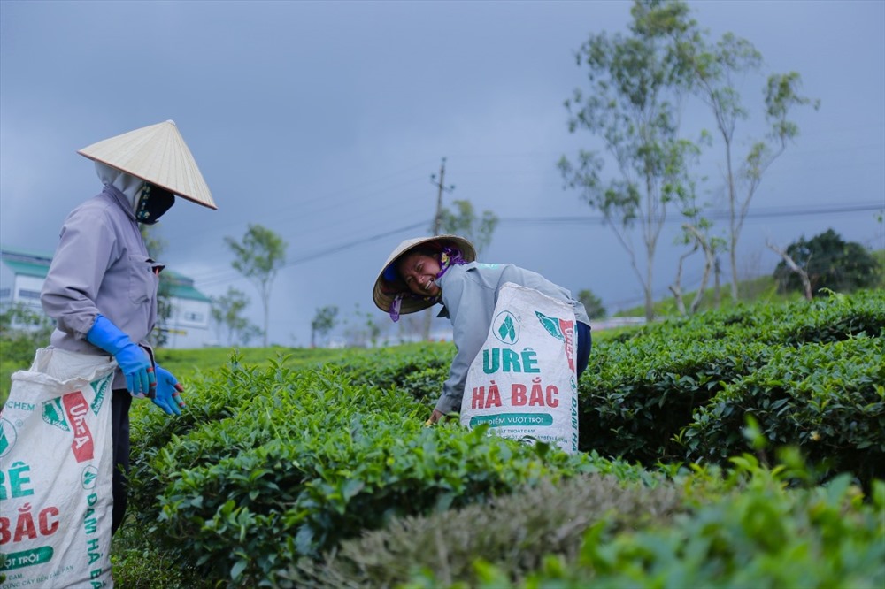 Được hình thành vào năm 1922 ban đầu là hình thức những đồn điền chè. Đến năm 1927 chủ của nơi đây là những người Pháp và họ đã cho thành lập nơi này là sở trà cầu đất. Sau đó từ năm 1960 đến năm 1975 đã bàn giao lại cho một thương gia người hoa làm quản lí nơi đây. Và hiện nay nơi đây thuộc công ty cổ phần chè cầu đất Đà Lạt canh tác.  Có thể nói Đồi chè cầu đất đã trải qua nhiều năm tháng. Và gắn liền với tất cả hoạt động cũng như tất cả người dân Đà Lạt cho đến hiện nay. Và nơi đây còn được xem như là linh hồn của vùng đất thơ mộng Đà Lạt.