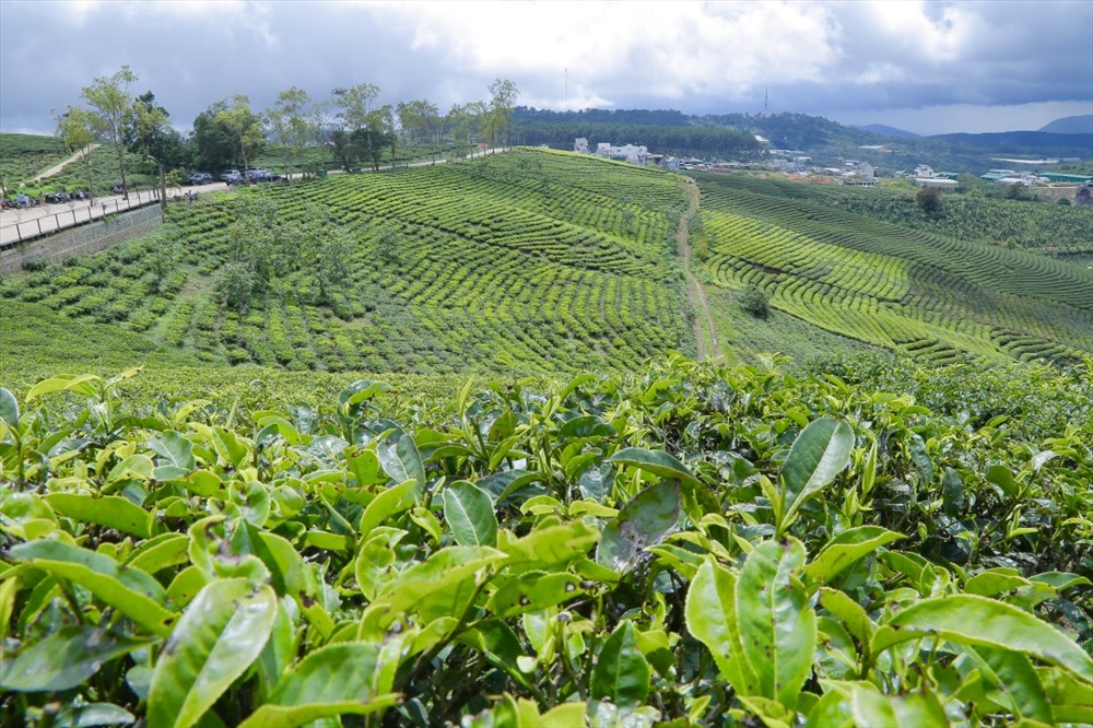 Sẽ thú vị biết bao nếu được cùng những người thân yêu về vùng ngoại ô thành phố tận hưởng bầu không khí trong lành. Thỏa sức nhìn ngắm những hàng chè xanh nối nhau trải dài từ sườn đồi này qua bên đồi khác.  Những căn nhà nhỏ xinh xắn được thiết kế theo kiểu cổ điển của Pháp. Cùng với những căn nhà lồng đặc trưng của Đà Lạt nơi được trồng rất nhiều loại hoa đang đua nhau khoe sắc và còn hơn thế nữa đó là những vườn hồng chín mộng đầy nước trên những ngọn đồi thông thấp thoáng.