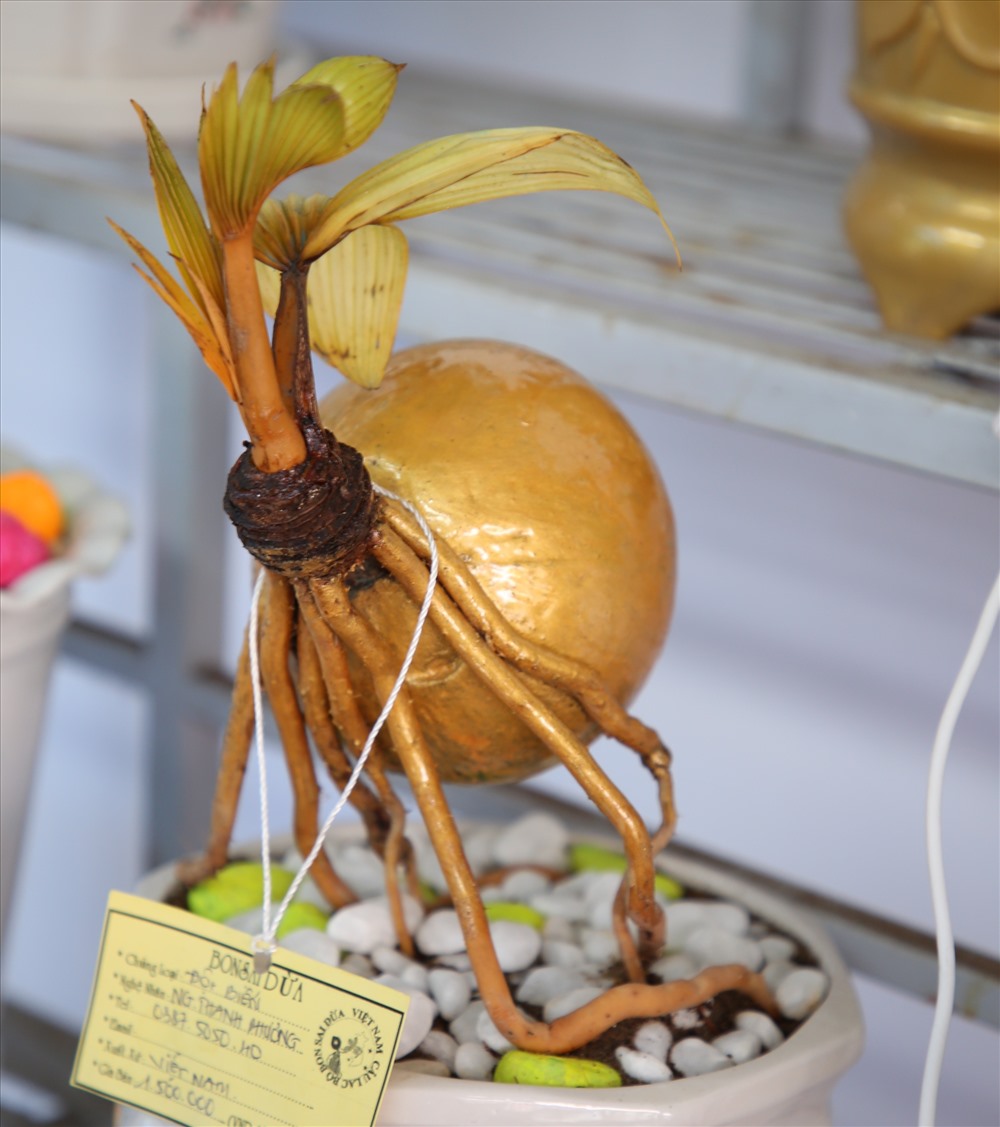 Nhưng ở gian trưng bày của CLB bon sai dừa Việt Nam, thì cây dừa đột biến này được bán với giá chỉ 1,5 triệu đồng. Ảnh: K.Quan.