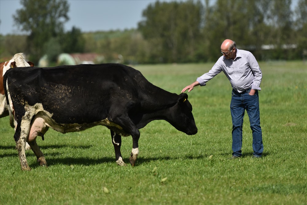(FrieslandCampina là sự kết hợp giữa đồng cỏ và đàn bò giống tốt Hà Lan)