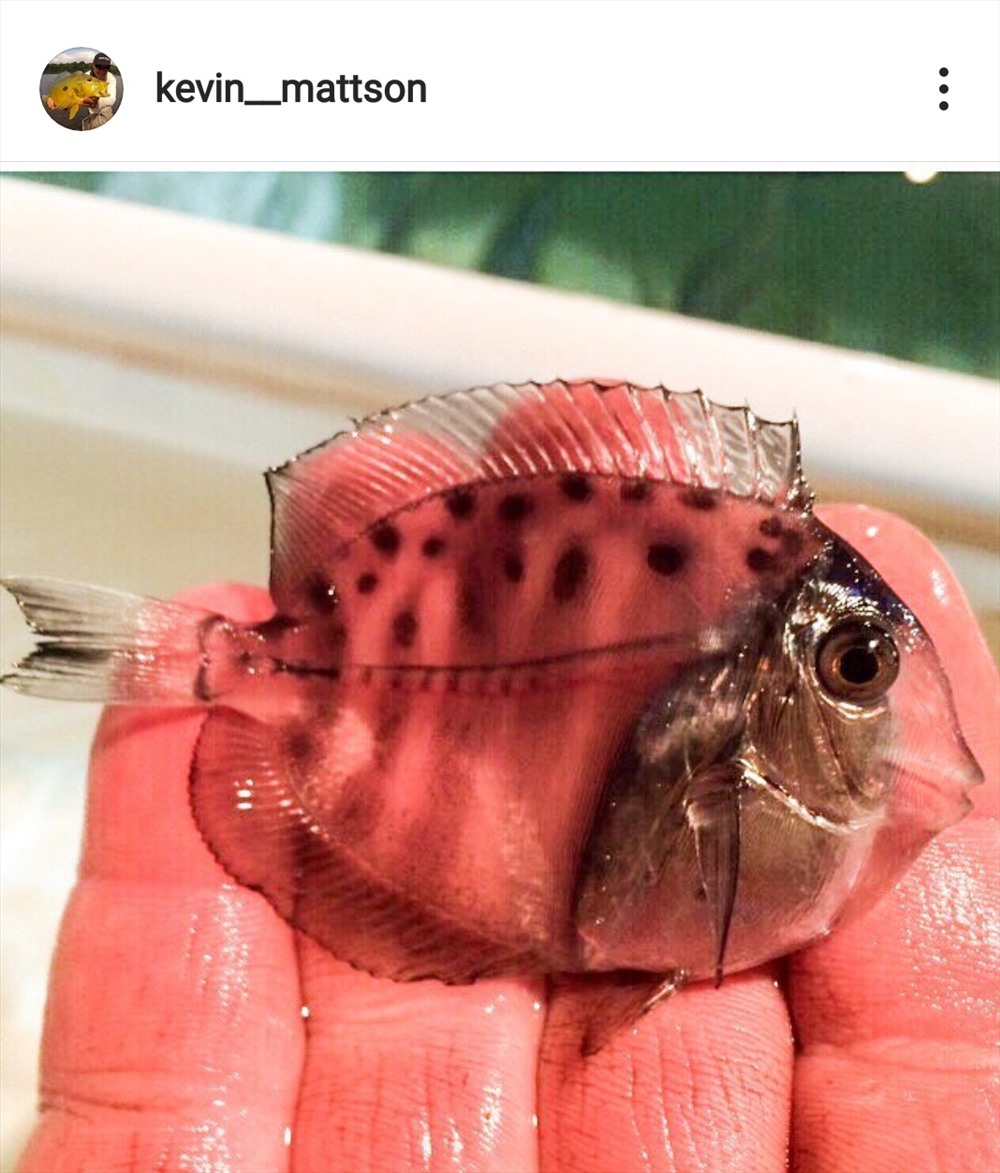 Loài cá trong suốt này gần như không thể bị phát hiện ra trong khi bơi. Ảnh: Ảnh chụp màn hình từ Kevin_mattson/Instagram.