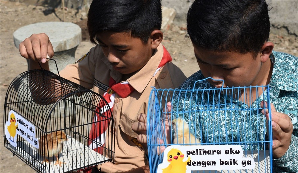 Dự án tặng gà được triển khai ở thành phố Bandung. Ảnh: AFP.