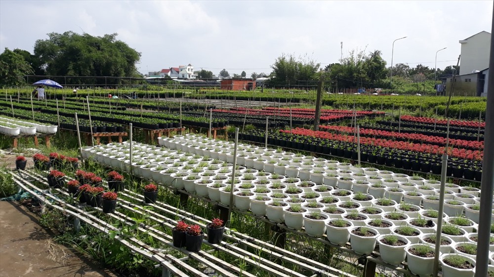 Một góc trong Làng hoa