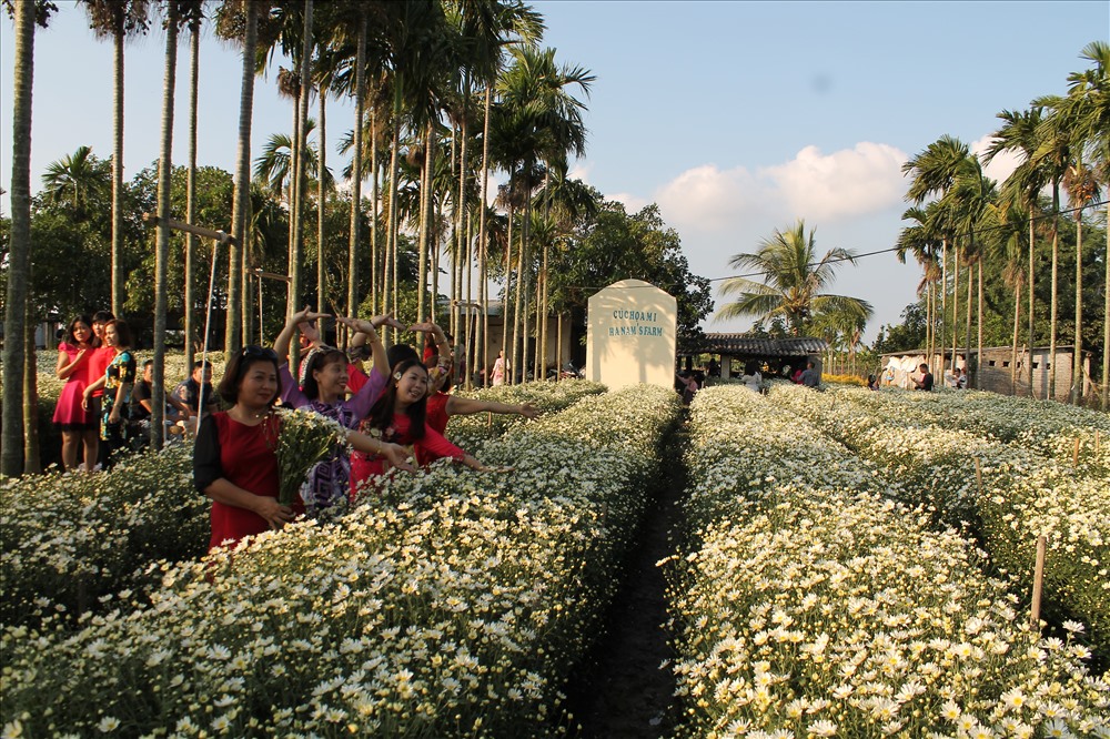 Năm nay, cả khu nông trường Thành Tô, phường Tràng Cát có 7 vườn cúc hoạ mi, đua nhau nở rộ những ngày đầu đông. Ảnh MD