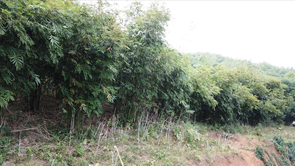 Vầu đắng là loài cây thuộc họ tre, nứa thân cao khoảng 20m mọc tự nhiên ở khu vực rừng núi Quan Sơn, Thanh Hóa. Ảnh: NT