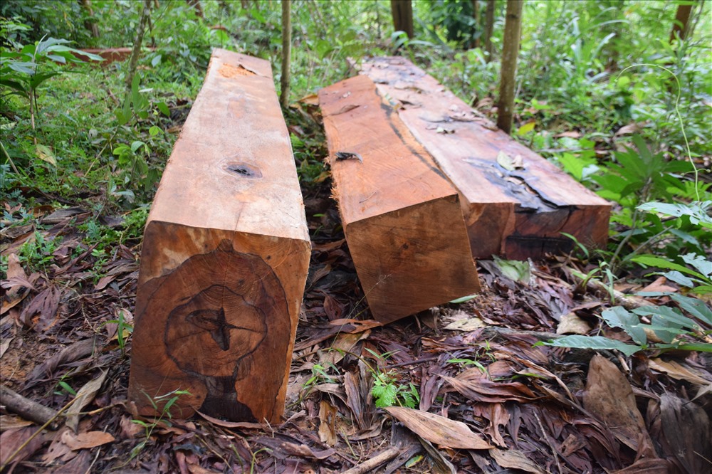 Nhiều phách gỗ đã bị xẻ được đưa ra bìa rừng chờ vận chuyển đi tiêu thụ Ảnh: T.C