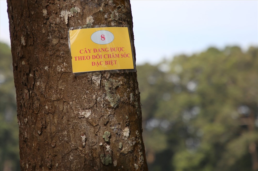 Để cứu các cây cổ thụ, TP.Trà Vinh cho đánh số thứ tự từng cây, và đưa vào diện chăm sóc đặc biệt với những cây bị suy kiệt. Ảnh: Tr.L.