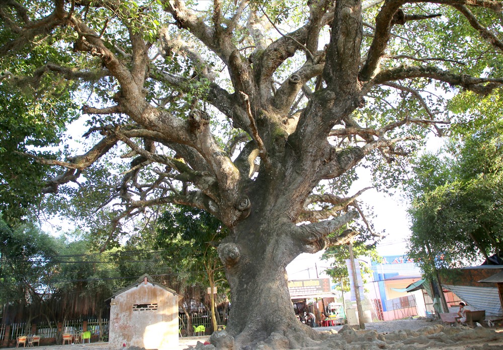 Cây dầu cổ thụ được đồn đoán hơn 800 năm tuổi, có tán rộng như cây dù khổng lồ nên người dân ở Trà Vinh gọi là cây dầu dù. Ảnh: H.T.
