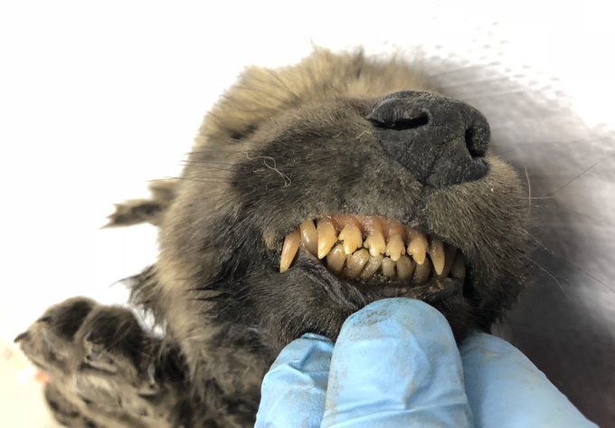 Trung tâm đăng tấm ảnh về chú chó đóng băng 18.000 năm trên Twitter cho thấy răng, mũi và lông vẫn còn nguyên vẹn. Ảnh: CNN.