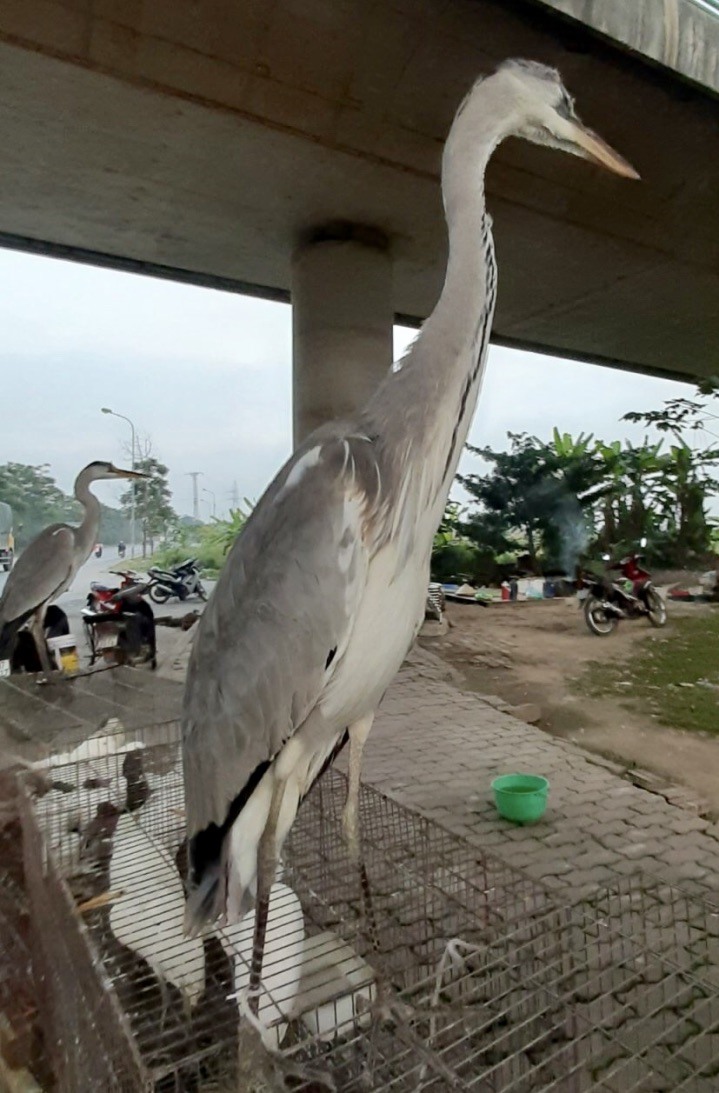 Một người trưởng thành tỏ ra ngạc nhiên trước sự “khổng lồ” của chim hoang dã ngay cửa ngõ Thủ đô, họ đứng chụp ảnh để so sánh. Ảnh: Tâm Am
