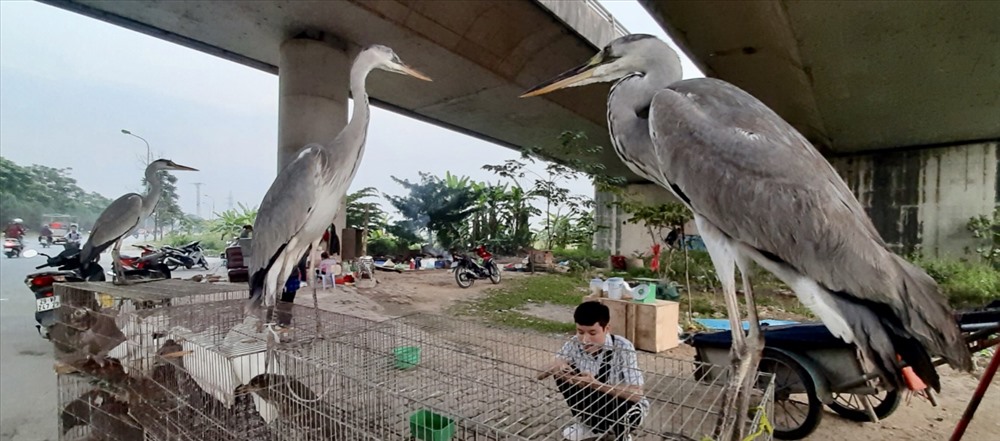 Một người trưởng thành tỏ ra ngạc nhiên trước sự “khổng lồ” của chim hoang dã ngay cửa ngõ Thủ đô, họ đứng chụp ảnh để so sánh. Ảnh: Tâm Am