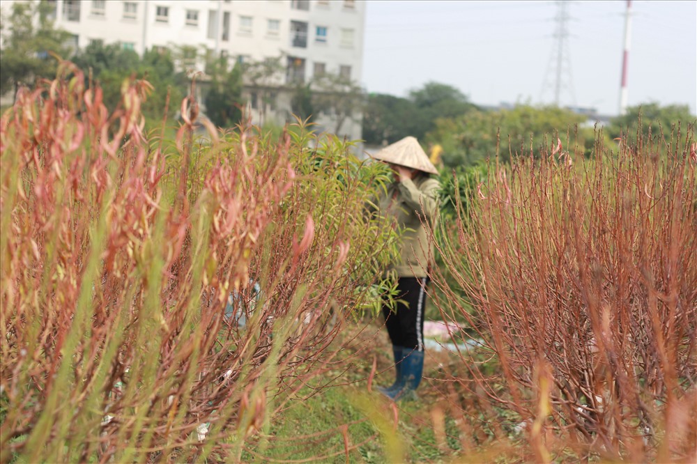 Hàng chục hộ dân trồng đào phường Đông Ngạc (Quận Bắc Từ Liêm, TP Hà Nội) phải cay đắng nhìn hàng nghìn gốc đào chuẩn bị bán Tết của mình bị chết ngập.