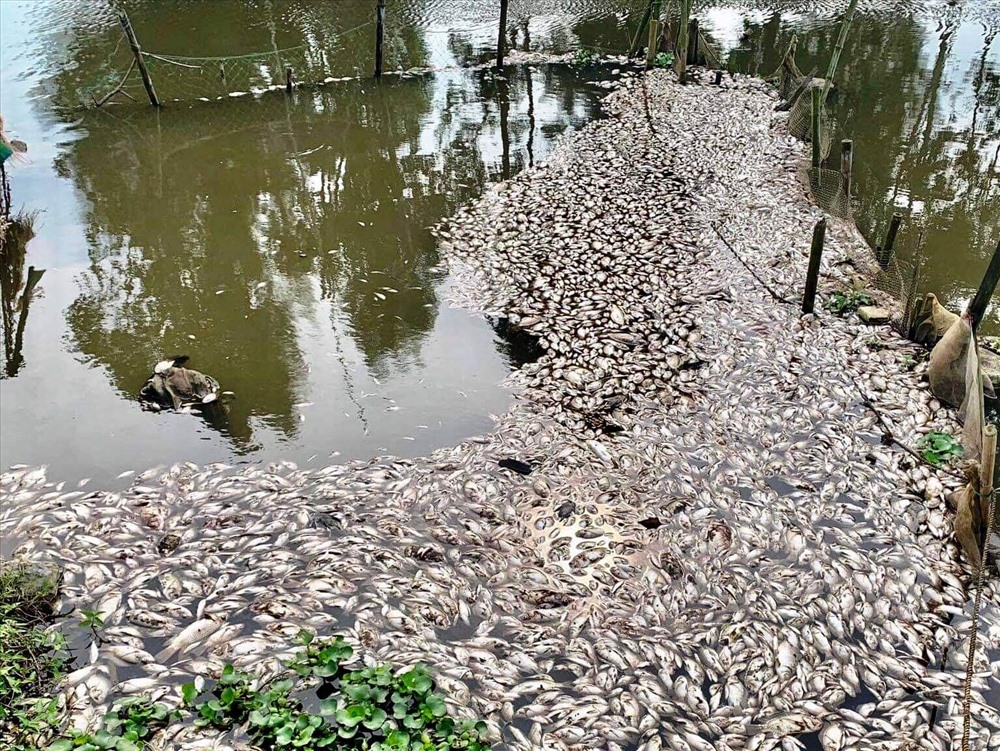 Người dân ở đây cho rằng cá chết là do nước thải của một số nhà máy sản xuất tại Khu công nghiệp Khánh Phú thải ra môi trường. Ảnh: NT