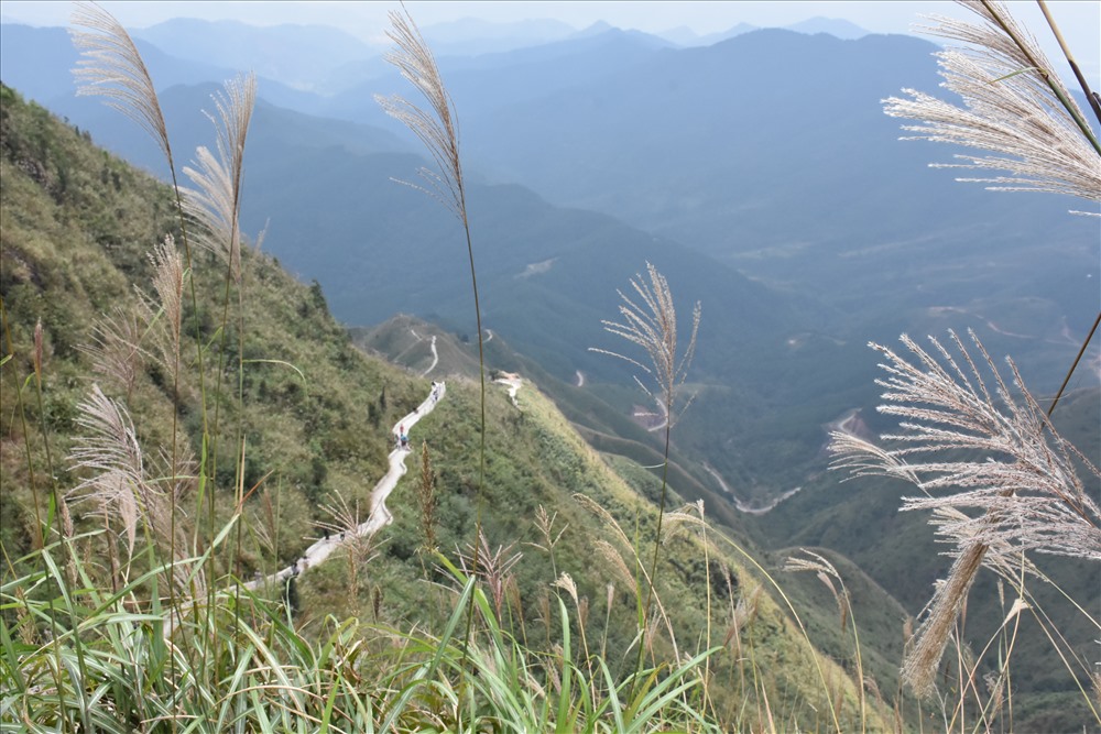 Trên cung đường khoảng 1,8km đường núi để chinh phục cột mốc 1305, du khách có thể bắt gặp rất nhiều cỏ lau - “đặc sản” của vùng đất này.