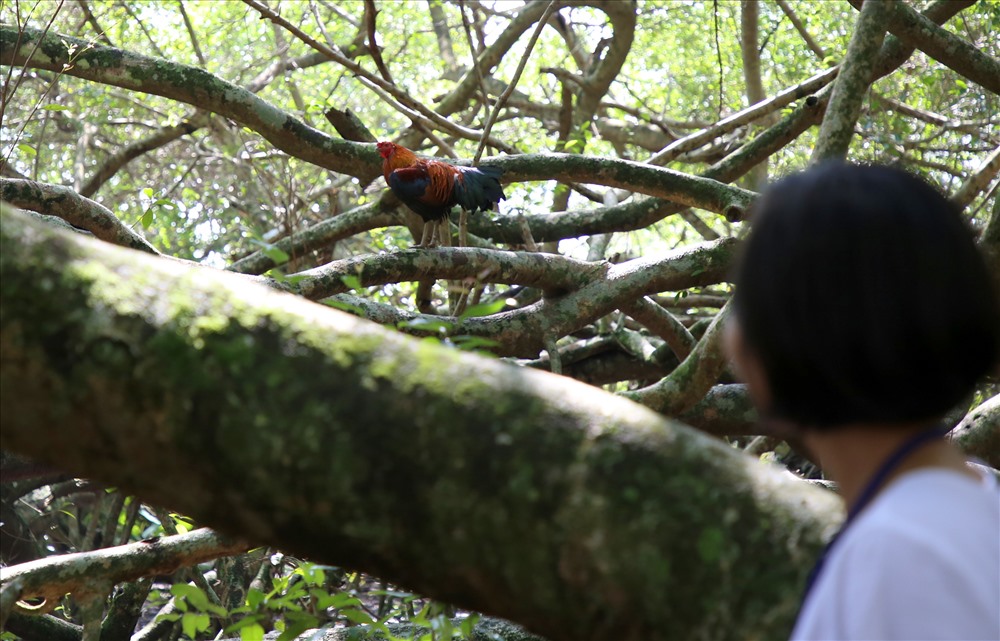 Du khách khi đến xem cây Gừa rất ngạc nhiên về sức sống, độ rộng của tán cây.