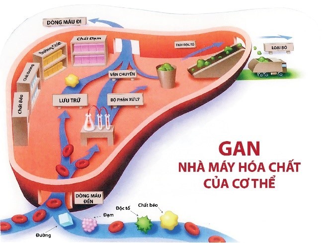 Mô phỏng quá trình làm việc của Gan với 3 chức năng quan trọng.