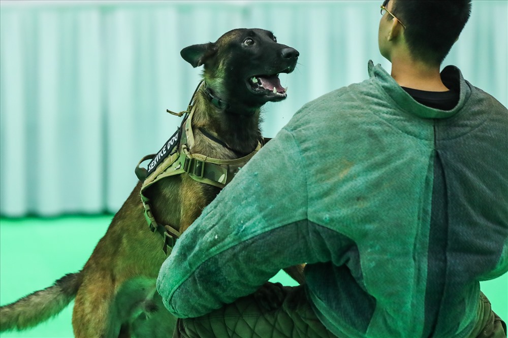 Tại cuộc thi, những chú chó giống của Việt Nam, Đài Loan, Thái Lan, Trung Quốc, Đức… sẽ trải qua các phần thi về hình thể, mức độ thân thiện với con người... nhằm tìm kiếm danh hiệu “Chó đẹp quốc gia Việt Nam” và “Chó đẹp thế giới“.