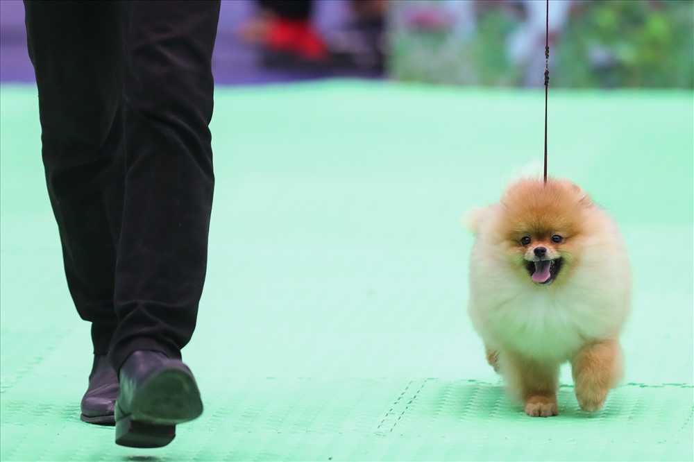 Nhiệm vụ quan trọng nhất của Hiệp hội Những người nuôi chó giống Việt Nam trong cuộc thi lần này là quảng bá, bảo tồn và phát triển chó Phú Quốc - giống chó nổi tiếng của Việt Nam hiện nay chỉ còn rất ít cá thể thuần chủng.