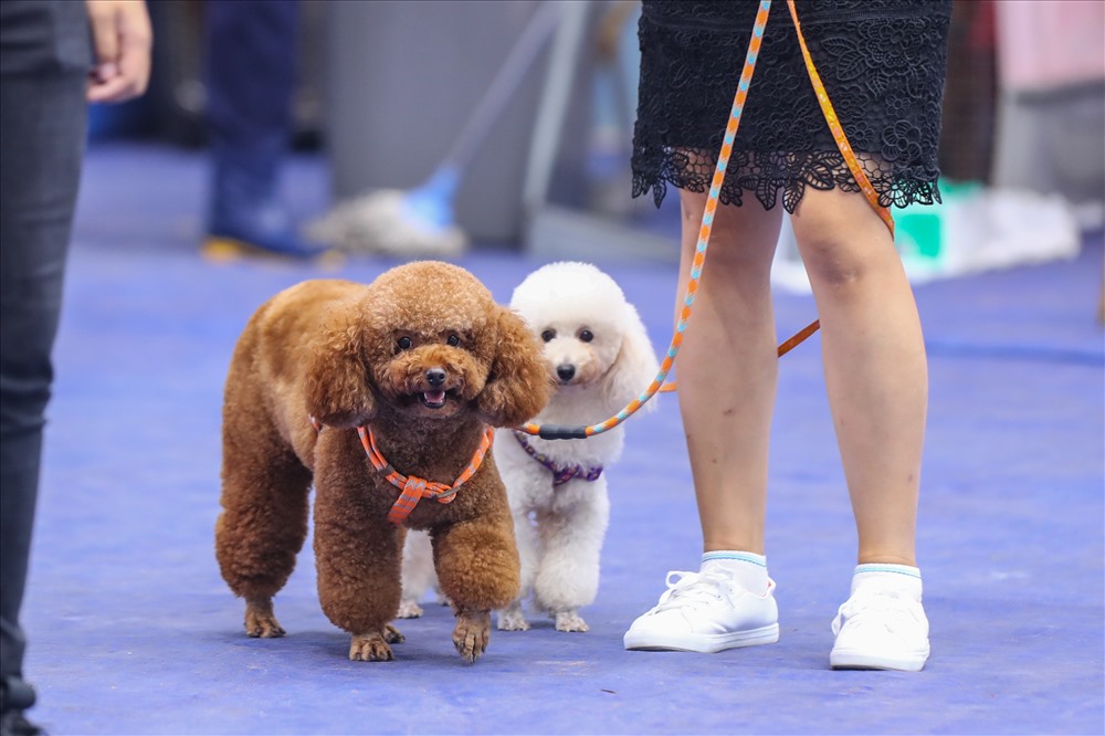 Nhiệm vụ quan trọng nhất của Hiệp hội Những người nuôi chó giống Việt Nam trong cuộc thi lần này là quảng bá, bảo tồn và phát triển chó Phú Quốc - giống chó nổi tiếng của Việt Nam hiện nay chỉ còn rất ít cá thể thuần chủng.