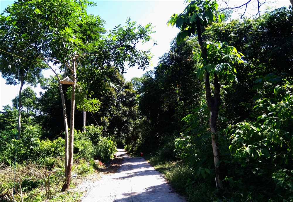 Con đường bê tông dài gần 250m mọc ngay khu vực Vườn quốc gia, được Chủ tịch UBND xã Gành Dầu xử lý bằng cách giao lại Nhà nước quản lý, phục vụ dân sinh. Ảnh: TM