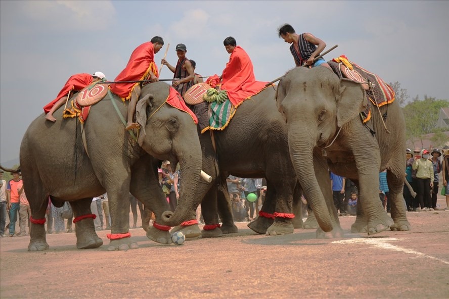 Việc để voi nhà làm du lịch là một trong nhiều nguyên nhân khiến voi không có không gian “yêu đương” và sinh sản. Ảnh:  HL