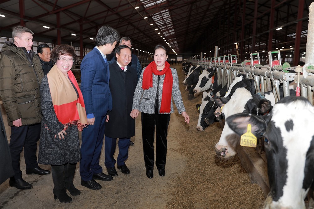 Chủ tịch Quốc hội Nguyễn Thị Kim Ngân tới thăm trang trại bò sữa cao sản của Tập đoàn TH tại huyện Volokolamsk, tỉnh Moscow.