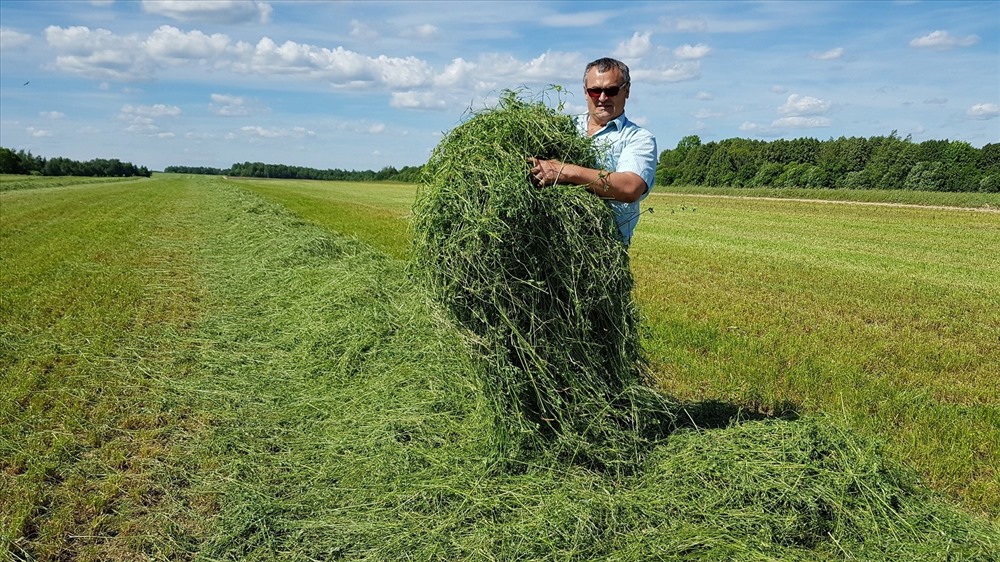 Những cánh đồng cỏ rộng hàng chục ngàn ha thuộc Trang trại bò sữa của TH tại Nga.