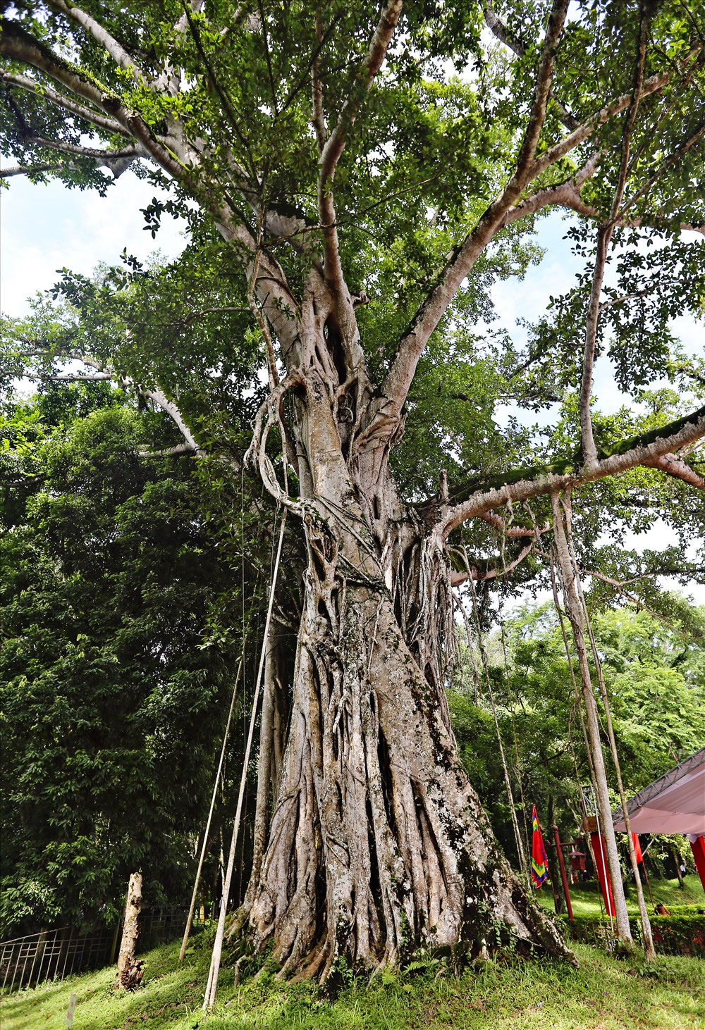 Cây đa cổ thụ ở Khu di tích quốc gia Lam Kinh.