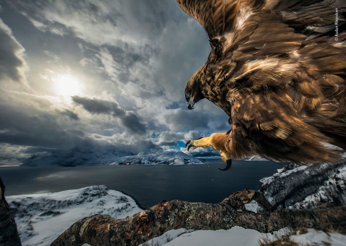 Phải mất 3 năm, nhiếp ảnh gia Audun Rikardsen mới chụp được bức ảnh đại bàng vàng này.  Những con chim có sải cánh ấn tượng lên tới gần 2m. Bức ảnh giành giải vàng ở hạng mục “Hành vi” là một con đại bàng đang đậu trên cành cây ở Na Uy. Ảnh: BI.