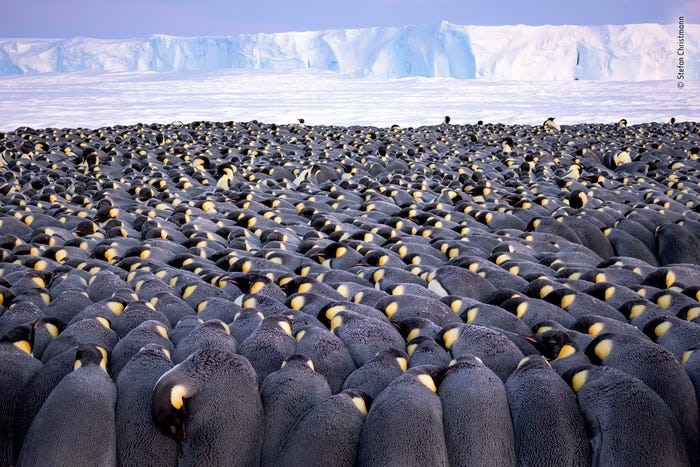 Bức ảnh của nhiếp ảnh gia Stefan Christmann chụp những chú chim cánh cụt hoàng đế đực rúc vào nhau để chia sẻ và bảo tồn thân nhiệt. Ảnh: BI.