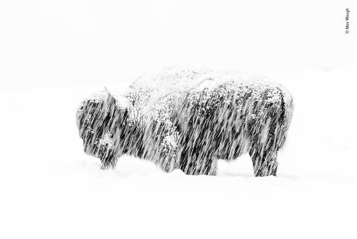 Bức ảnh của nhiếp ảnh gia Max Waugh cho thấy một con bò rừng bizon Mỹ đang trải qua một mùa đông trắng xóa ở Công viên quốc gia Yellowstone tại Wyoming. Trong bức ảnh này, một con bò rừng bizon đang dùng đầu để đào lớp tuyết dày để tìm cỏ ở bên dưới. Ảnh: BI.