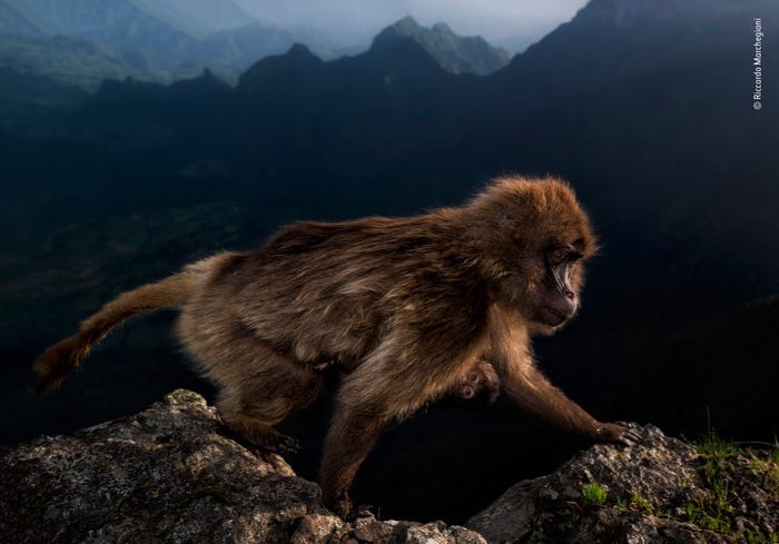 Để bảo vệ an toàn cho các con, những con khỉ gelada của Ethiopia tụ lại ở những vách đá để ngủ. Còn những con non bám vào bụng mẹ, như trong nhiếp ảnh gia trẻ Riccardo Marchgiani. Ảnh: BI.