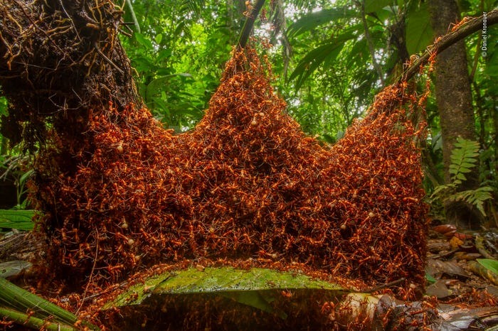 Binh đoàn kiến này được nhiếp ảnh gia Daniel Kronauer chụp tại rừng mưa nhiệt đới Costa Rica. Ảnh: BI.