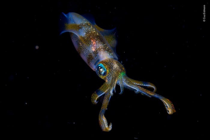 Nhiếp ảnh gia 14 tuổi Cruz Erdmann giành giải thưởng với bức ảnh về con mực phát sáng trong bóng tối. Erdmann tham gia một chuyến lặn đêm ở eo biển Lembeh ngoài khơi Bắc Sulawesi, Indonesia để chụp được bức ảnh này. Ảnh: BI.