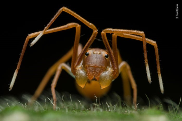 Con nhện cua này được nhiếp ảnh gia Ripan Biswas chụp ở Tây Bengal, Ấn Độ. Ảnh: BI.